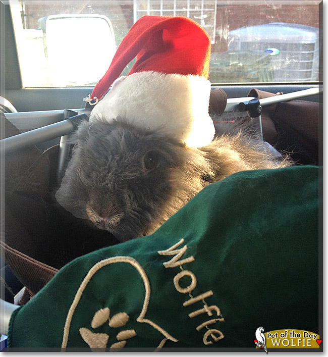 Wolfie, the Pet of the Day Wolfie, the Pet of the Day