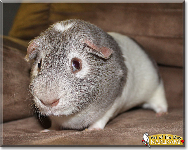 Narukami - Guinea Pig - June 24, 2014