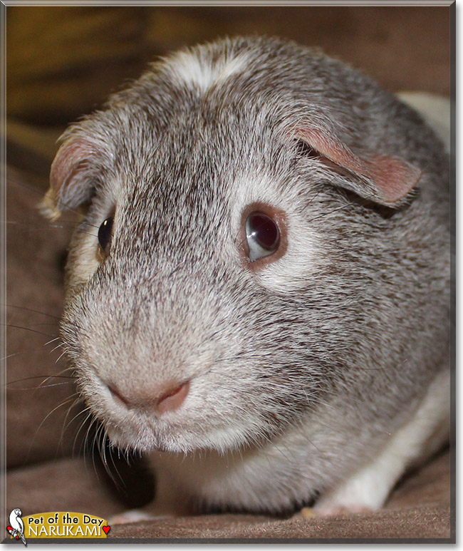 Narukami, the Pet of the Day Narukami, the Pet of the Day
