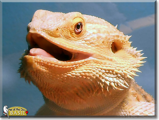 Basil, the Pet of the Day Basil, the Pet of the Day