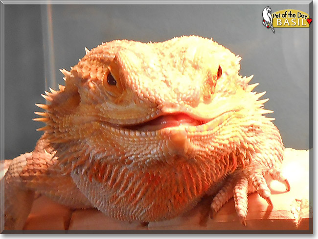 Basil, the Pet of the Day Basil, the Pet of the Day