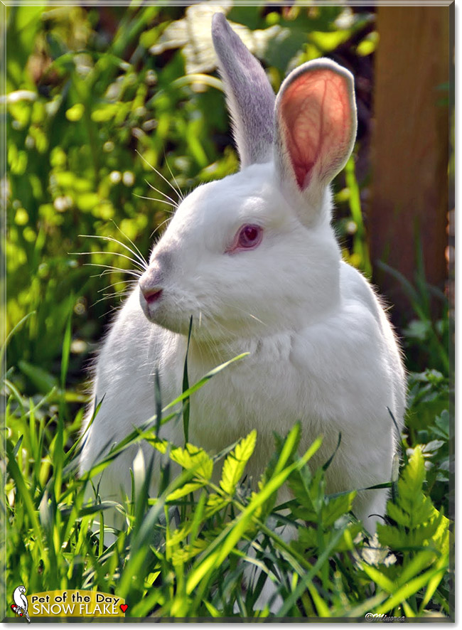 Snow flake, the Pet of the Day