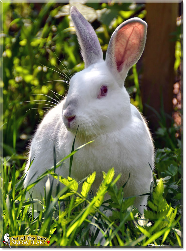 Snow flake, the Pet of the Day