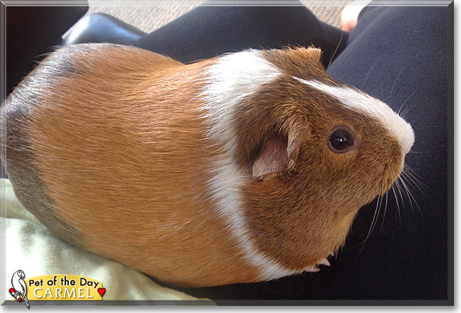 Carmel, the Pet of the Day Carmel, the Pet of the Day
