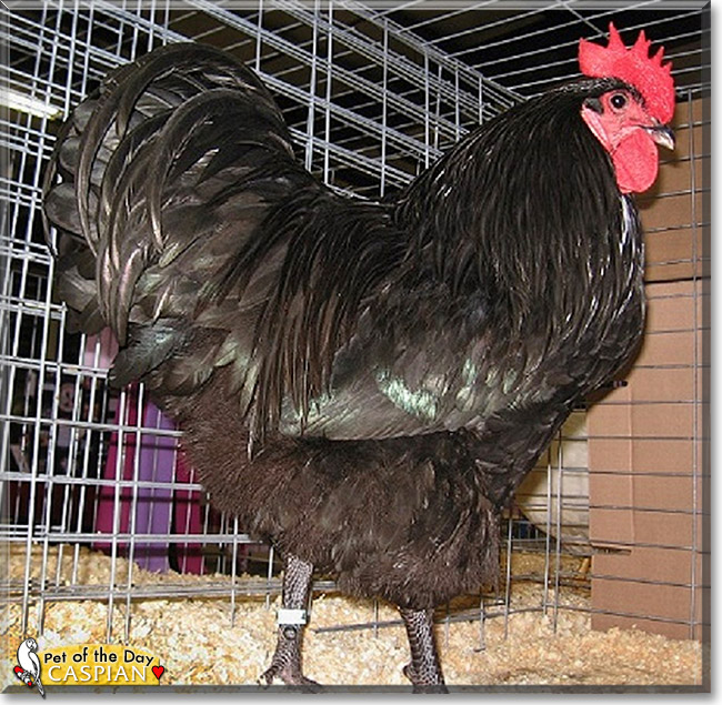Caspian, the Pet of the Day Caspian, the Pet of the Day