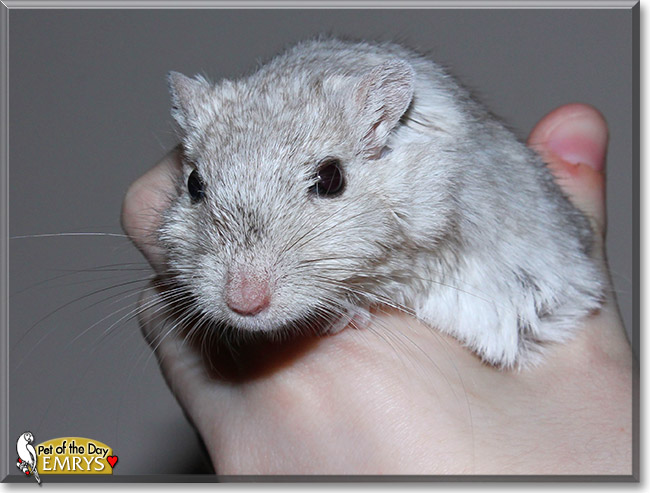 Emrys, the Pet of the Day Emrys, the Pet of the Day