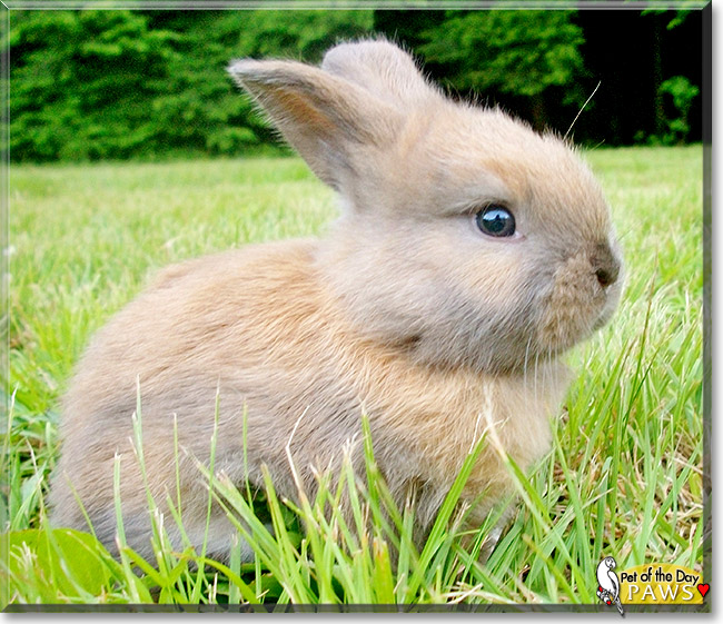 Paws, the Pet of the Day Paws, the Pet of the Day