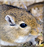 Pyry the Gerbil
