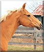 Shane the Quarter Horse, Arabian