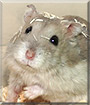 Kit the Dwarf Hamster