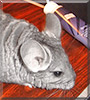 Luna the Chinchilla