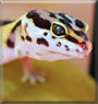 Valor the Leopard Gecko