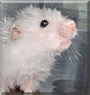 Teddy Schaf the Hamster