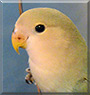 Percy the Lovebird