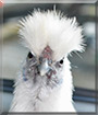 Poof the Chinese Silkie