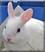 Lilly the Dwarf Rabbit