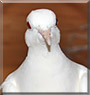 Kitsune the Ring Neck Dove