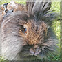 Fio the Lionhead rabbit