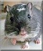Roman the Gerbil