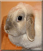 Fiona the Lop Rabbit