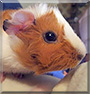 Munchikins the Guinea Pig