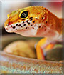Siren the Leopard Gecko