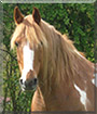 Loubard the Andalusian, Quarter Horse