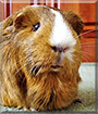 Wilma the Guinea Pig