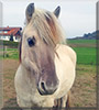 Orlando the Norwegian Fjord Horse