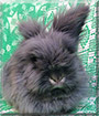 Wolfie the Lionhead Rabbit
