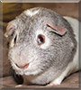 Narukami the Guinea Pig