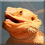 Basil the Bearded dragon