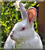 Snow flake the Rabbit
