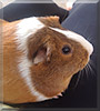 Carmel the Guinea Pig