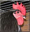 Caspian the Australorp Large Fowl Chicken