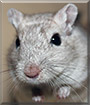 Emrys the Gerbil