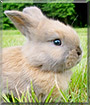 Paws the Rabbit