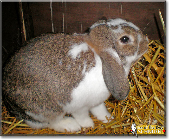 Schnuffi, the Pet of the Day