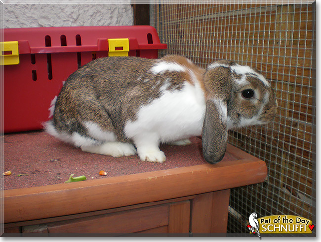 Schnuffi, the Pet of the Day Schnuffi, the Pet of the Day