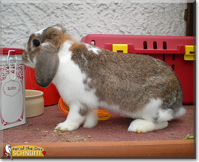 Schnuffi, the Pet of the Day Schnuffi, the Pet of the Day