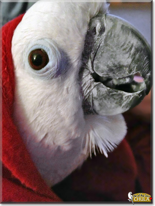 Chula, the Pet of the Day Chula, the Pet of the Day