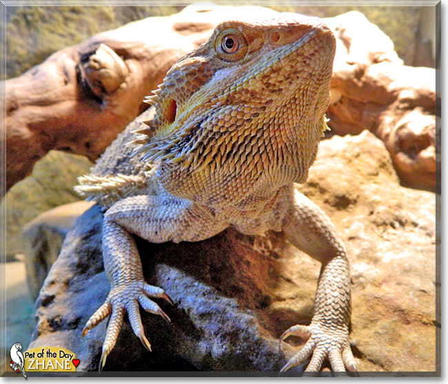 Zhane, the Pet of the Day Zhane, the Pet of the Day