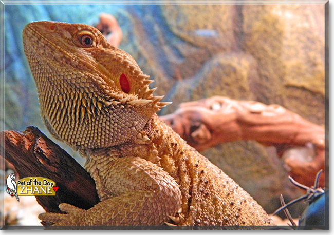 Zhane, the Pet of the Day Zhane, the Pet of the Day