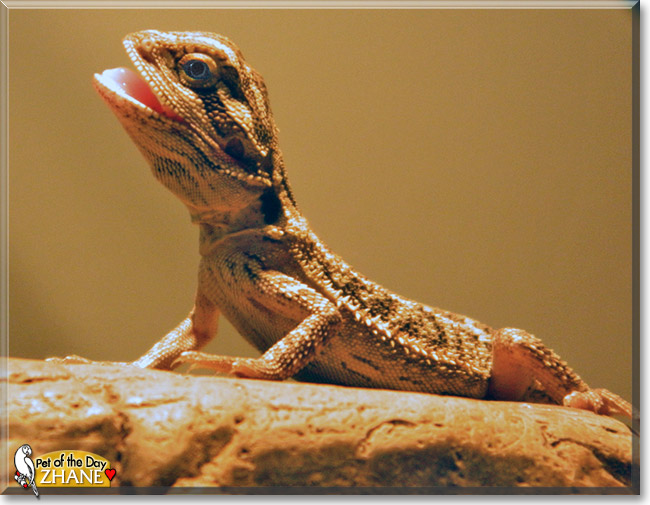Zhane, the Pet of the Day Zhane, the Pet of the Day
