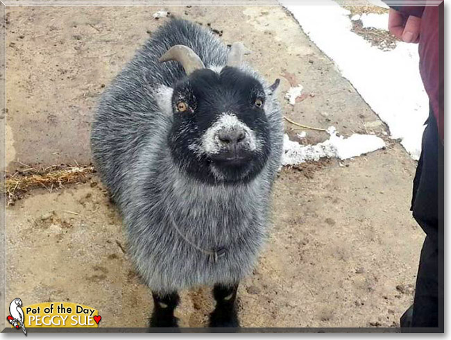 Peggy Sue, the Pet of the Day Peggy Sue, the Pet of the Day
