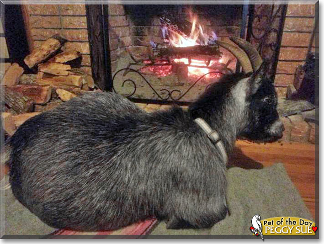 Peggy Sue, the Pet of the Day Peggy Sue, the Pet of the Day