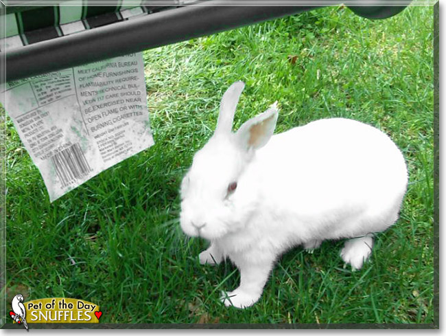Snuffles, the Pet of the Day Snuffles, the Pet of the Day