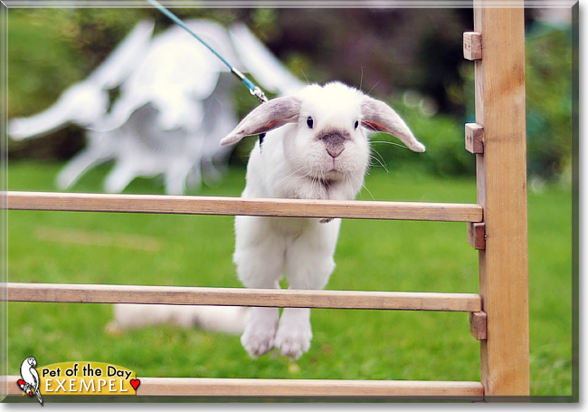 Exempel, the Pet of the Day