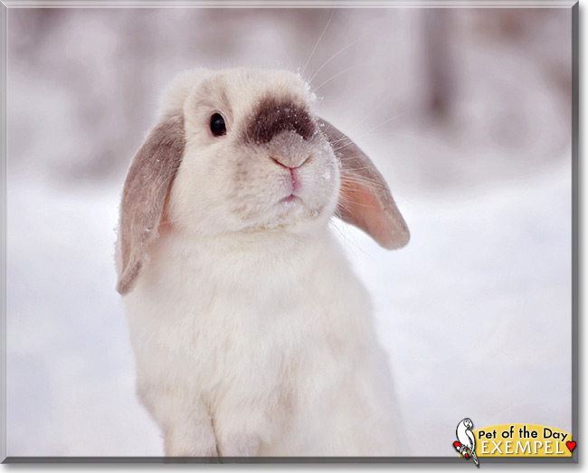 Exempel, the Pet of the Day Exempel, the Pet of the Day