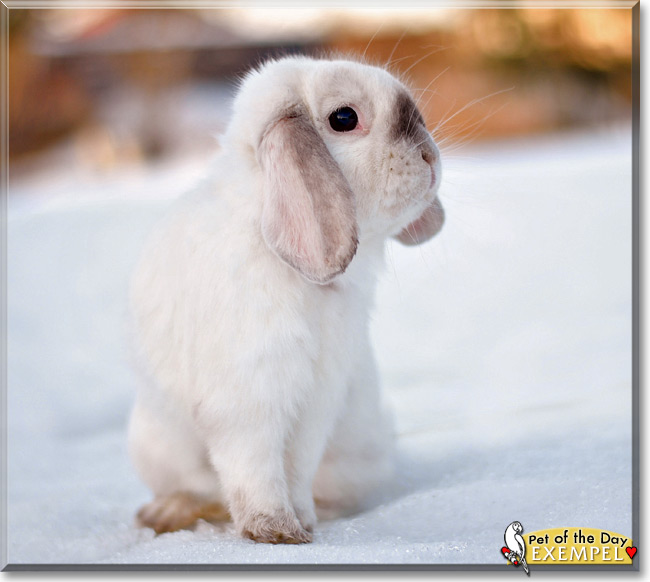 Exempel, the Pet of the Day Exempel, the Pet of the Day